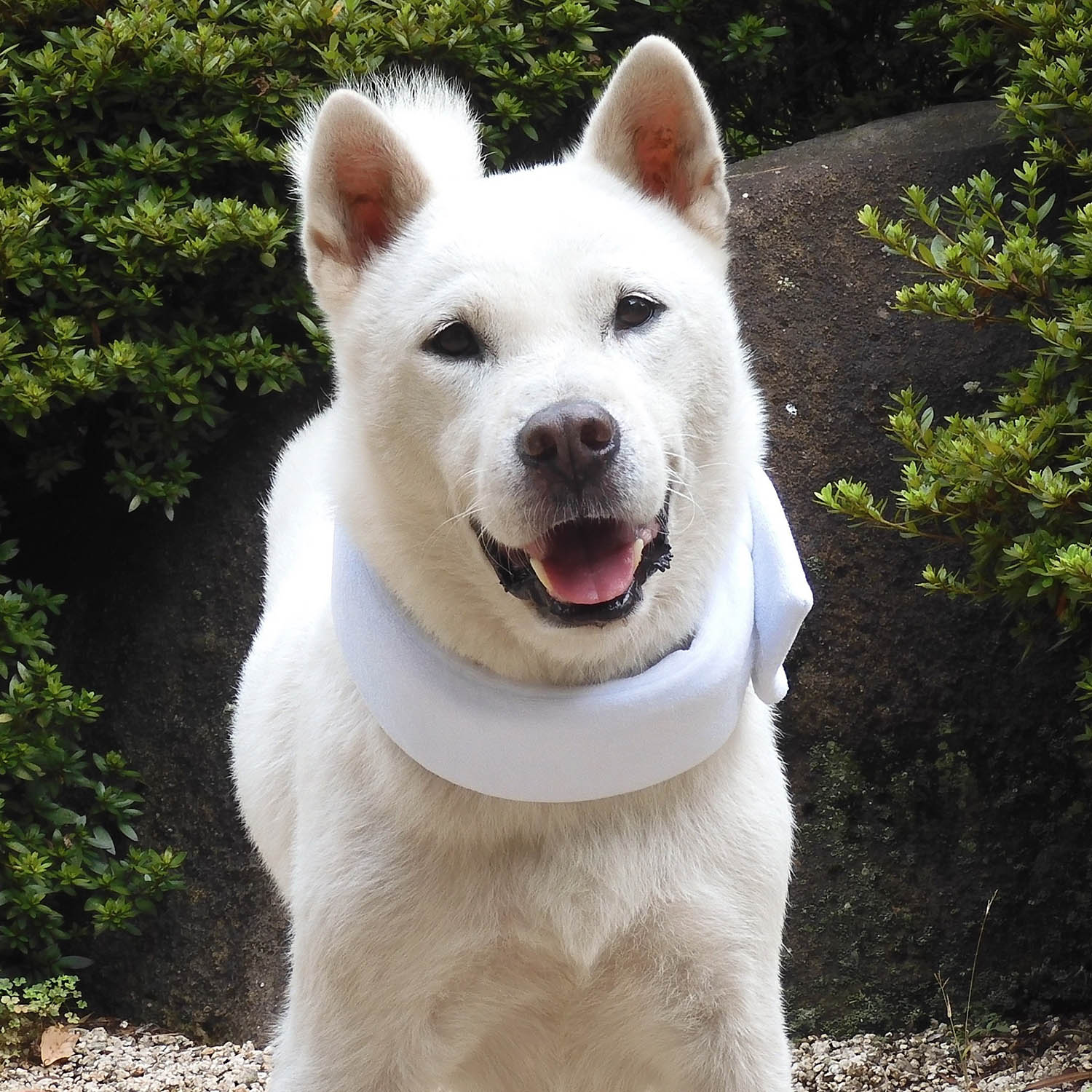 ネックールわんこ（中型犬用）着用